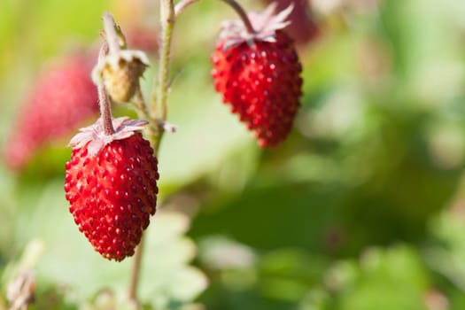 food series: bush of fresh ripe wild strawberry