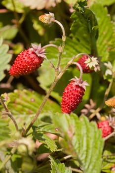 food series: bush of fresh ripe wild strawberry