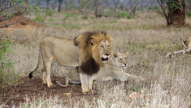 A lion couple at dawn, Kruger National Park, South Africa.