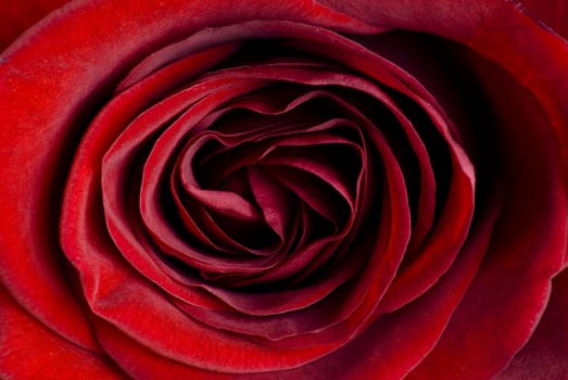 Extreme close up of beautiful red rose