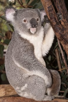 Koala bear sitting on a branch