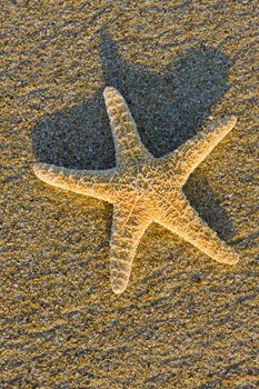 starfish in the sand