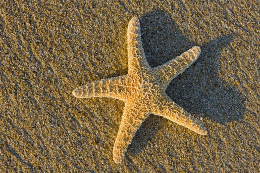 starfish in the sand