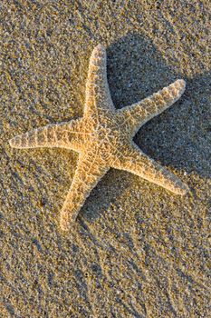 starfish in the sand