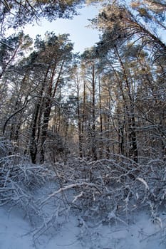 view series: winter snowy forest in the morning