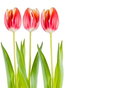 Three tulips over white background - isolated