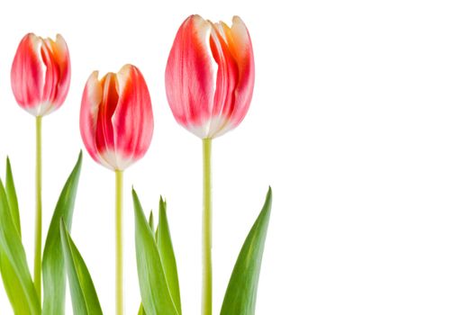 Three tulips over white background - isolated