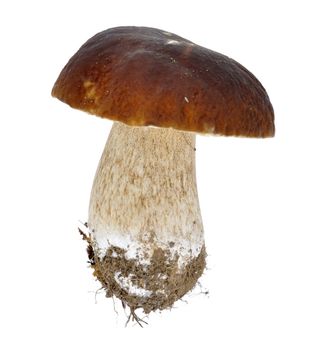 cep isolated on white background