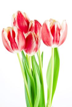 Bouquet of several tulips isolated over white background