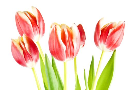 Bouquet of several tulips isolated over white background