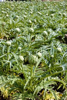 field of artichokes, Brittany, France