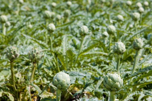 field of artichokes, Brittany, France