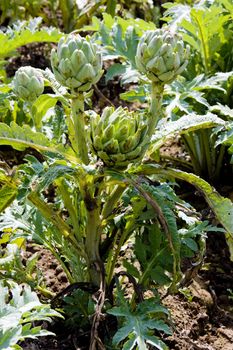 field of artichokes, Brittany, France