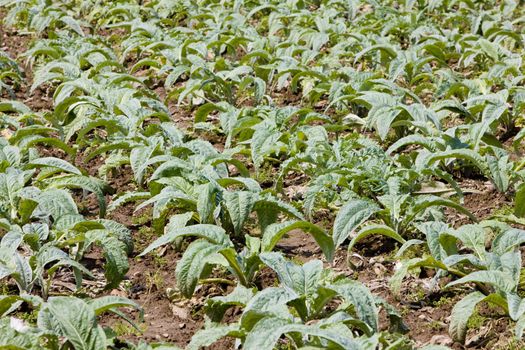 field of artichokes, Brittany, France