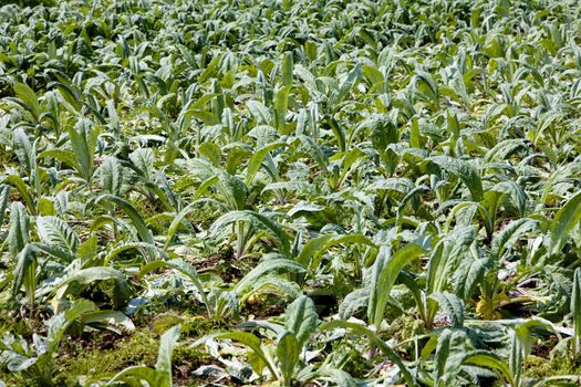 field of artichokes, Brittany, France