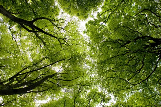 forest, Brittany, France