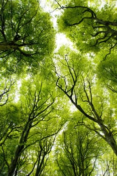 forest, Brittany, France