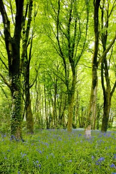 forest, Brittany, France