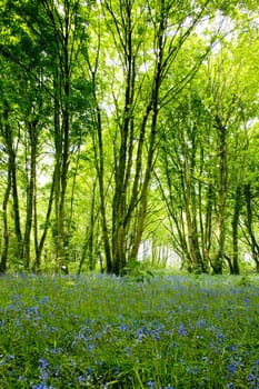 forest, Brittany, France