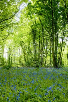 forest, Brittany, France
