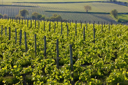 vineyards near Montsoreau, Pays-de-la-Loire, France