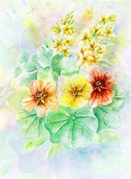 Picture, water colour, hand-draw. Nasturtium, flowers and leaves