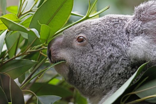 Koala