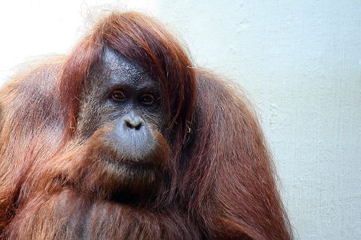 bornean Orangutan