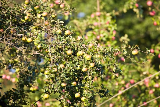 nature series: apple tree twig with ripe fruits