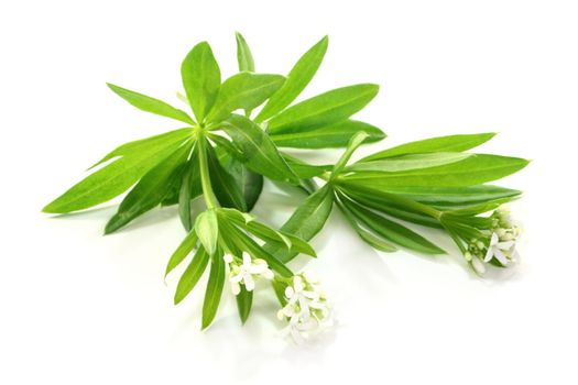 two stem Woodruff on a light background