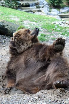 brown bear