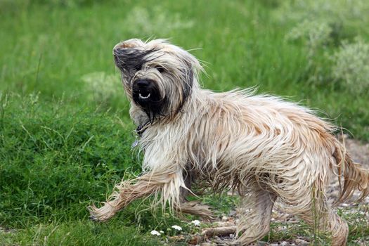 Bearded Collie