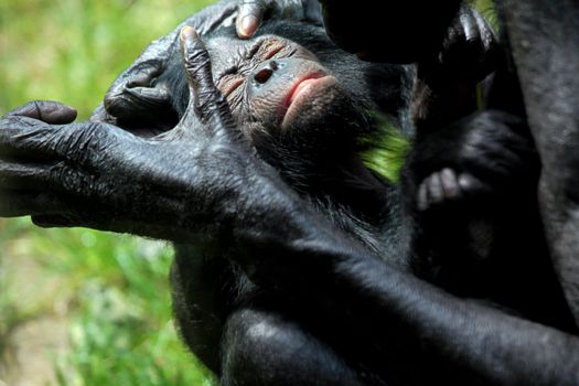 Bonobo with Baby