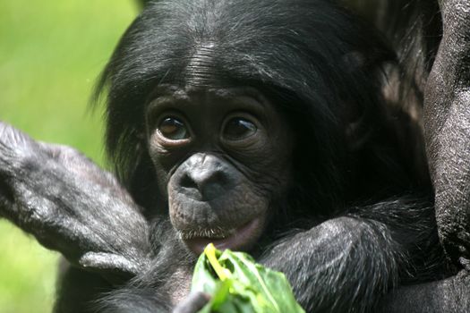 Bonobo