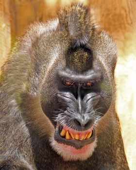 Mandrill