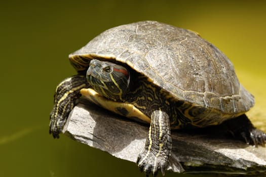 A turtle is risting in the sun. The turtle is looking up.