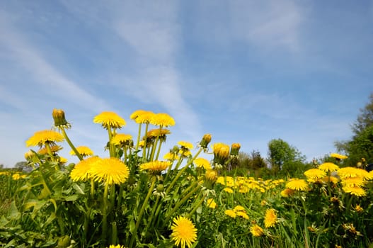 Yellow dandelion flowers in nature with a blue sky in the background.