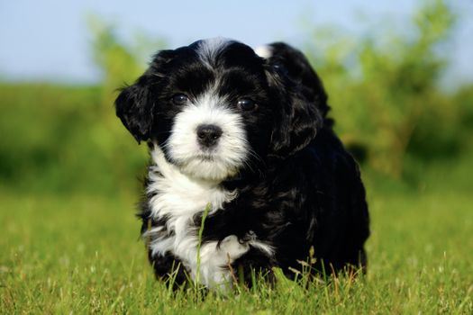 A Bichon Havanais puppy resting in the sun