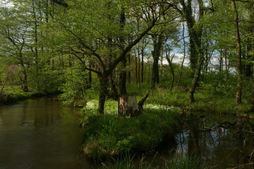 Trout brook Rossel in Saxony-Anhalt / Germany