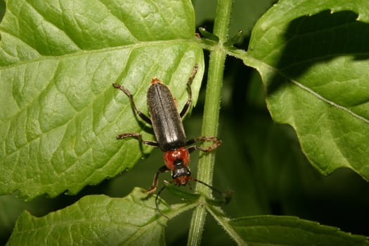 Soldier beetle (Cantharis fusca) on a leaf