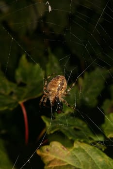 European garden spider (Araneus diadematus) in their Net