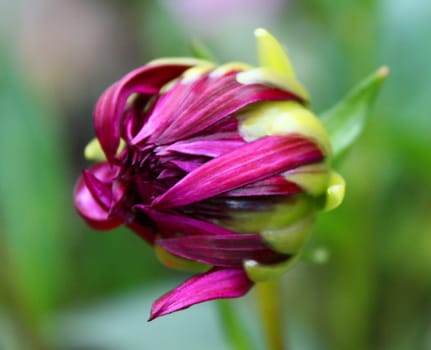 A really pretty purple flower about to bloom