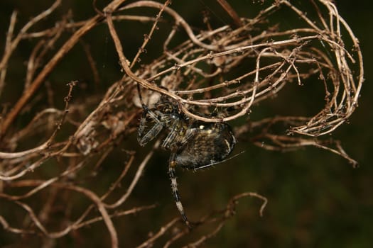 European garden spider (Araneus diadematus) in their Net