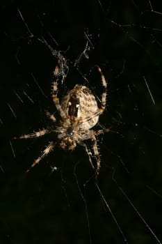 European garden spider (Araneus diadematus) in their Net