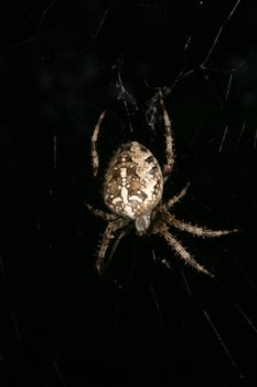 European garden spider (Araneus diadematus) in their Net