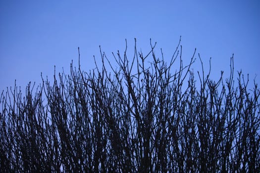 Branches under a blue sky