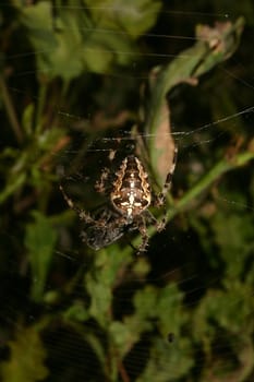 European garden spider (Araneus diadematus) in their Net