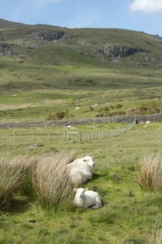 A lamb and ewe sits in a mountain field with grasses and a fence and stone wall and a mountain and blue sky in the distance.