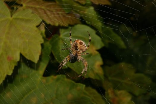 European garden spider (Araneus diadematus) in their Net