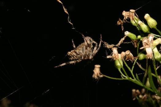 European garden spider (Araneus diadematus) in their Net